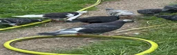 Pigeons birds for sale: Racing pigeons and other  - Advert 3