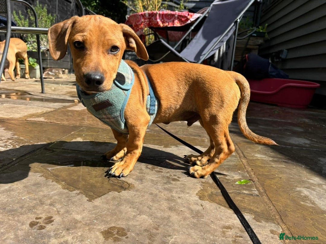 Mixed Breed dogs for adoption: Meet Buckie – a little pup with a big heart! - Image 3