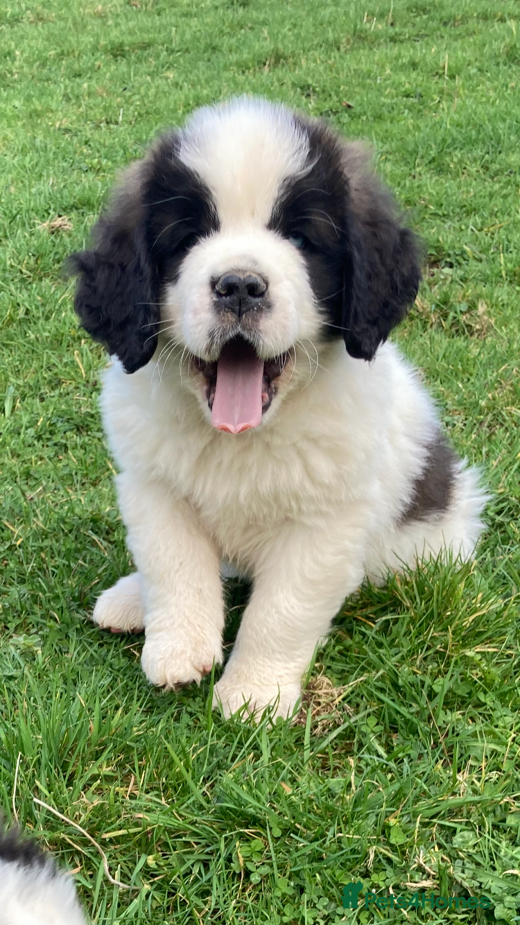Saint Bernard dogs Saint pups from HIP & ELBOW tested parents  - Advert 8