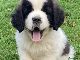 Saint Bernard dogs Saint pups from HIP & ELBOW tested parents - Advert 8