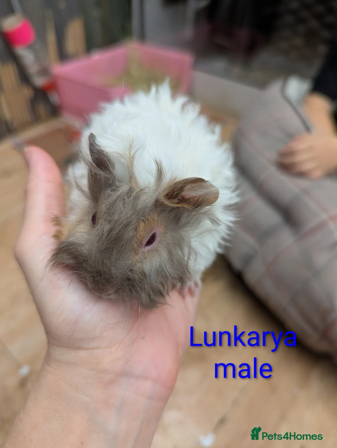 Guinea Pig rodents for sale: Lunkarya & lunk cross baby guinea pigs - Advert 4