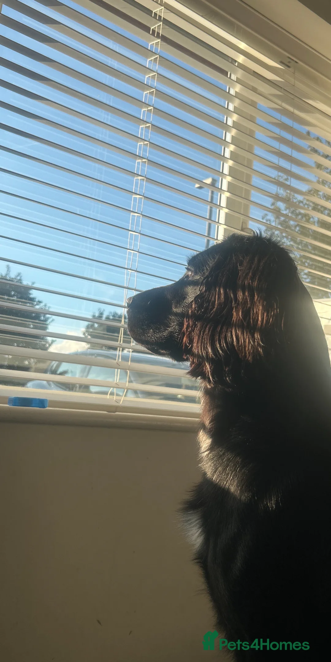 Sprocker dogs for stud: Large sprocker for stud - Advert 10