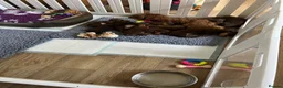Cockapoo dogs for sale: Cockapoo Hypoallergenic F1bb puppies for sale  - Advert 4