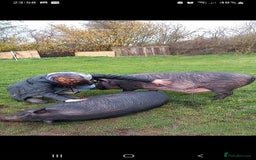 Pig livestock for sale: Ronnie and reggie  - Image 20