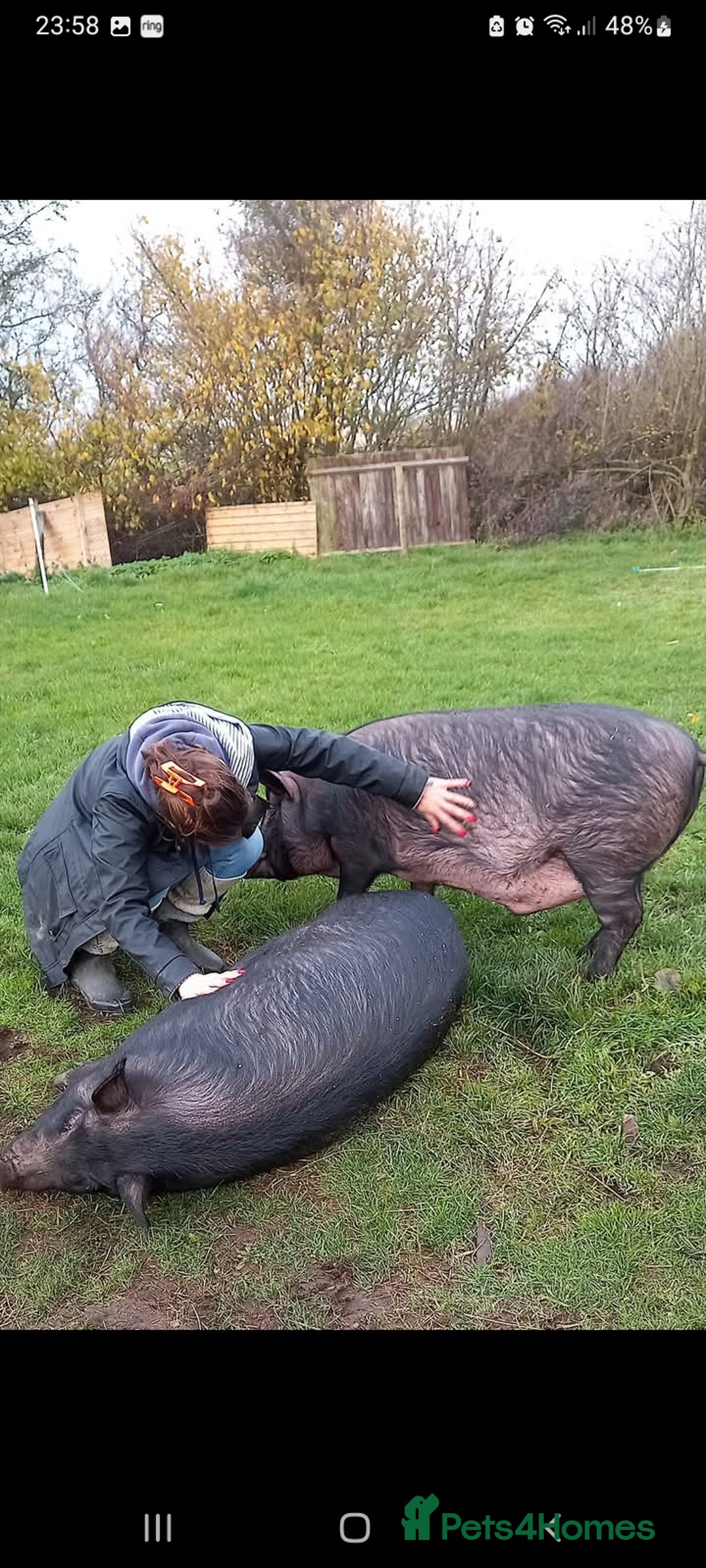 Pig livestock for sale: Ronnie and reggie  - Image 20
