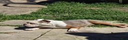 Olde English Bulldogge dogs for sale: Old english bulldogs male  - Advert 2