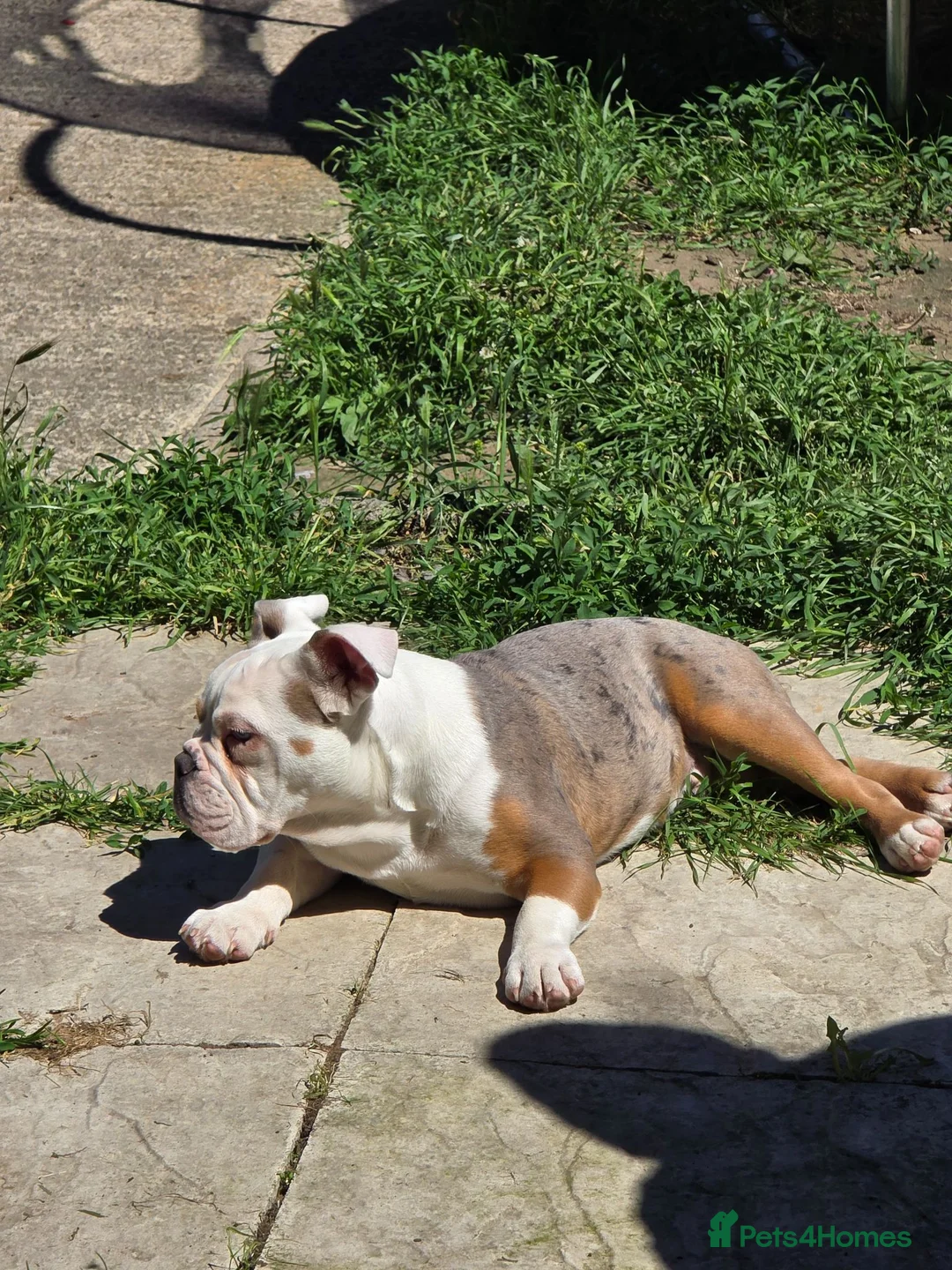 Olde English Bulldogge dogs for sale: Old english bulldogs male  - Advert 2