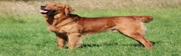 Golden Retriever dogs for stud: EXTENSIVELY health tested with excellent results! in Newark - Advert 17