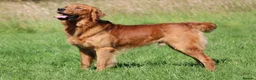 Golden Retriever dogs for stud: EXTENSIVELY health tested with excellent results! in Newark - Advert 17