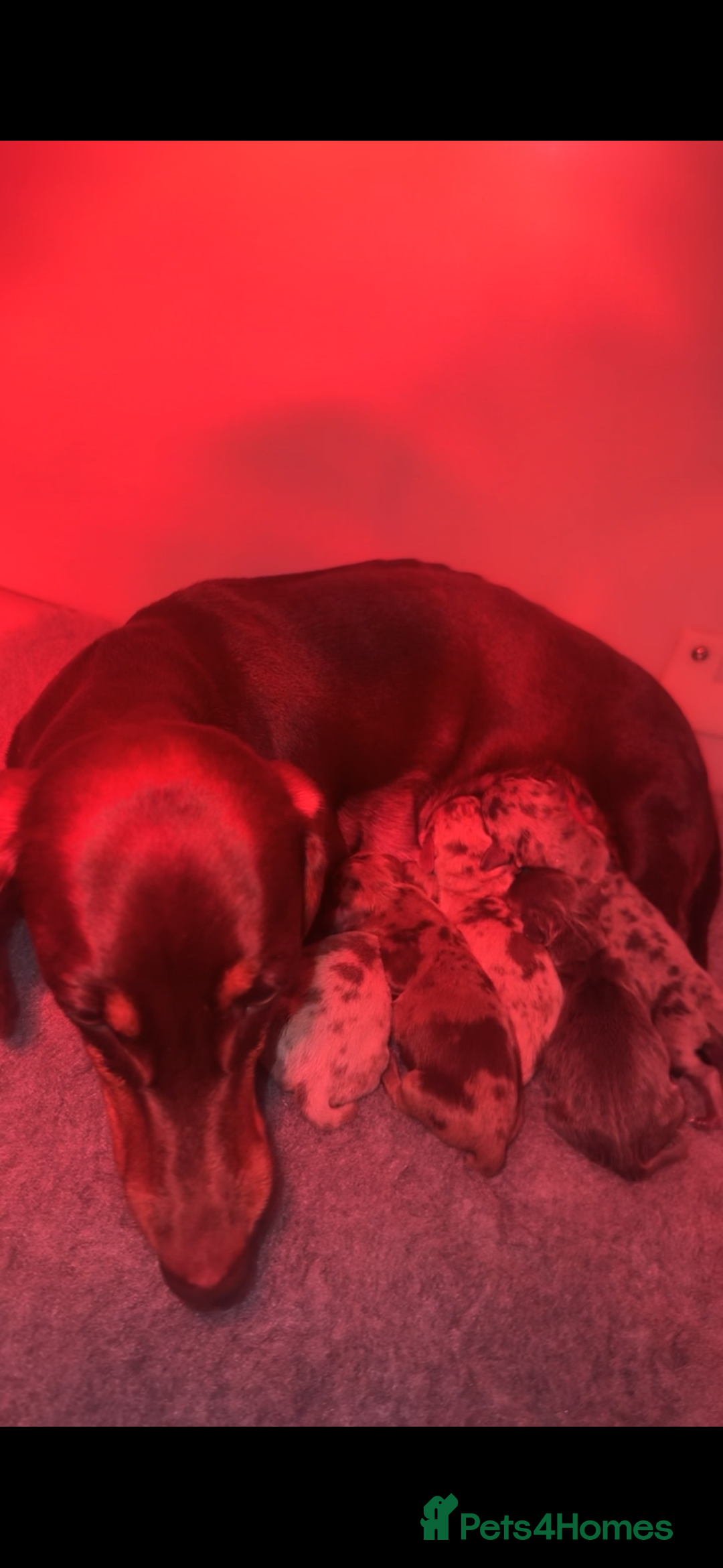 Miniature Dachshund dogs for sale: Miniature Dachshunds Available - Advert 2