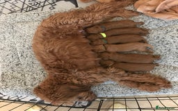 Labradoodle dogs for sale: F1bb fox red miniature labradoodle puppies  - Image 3