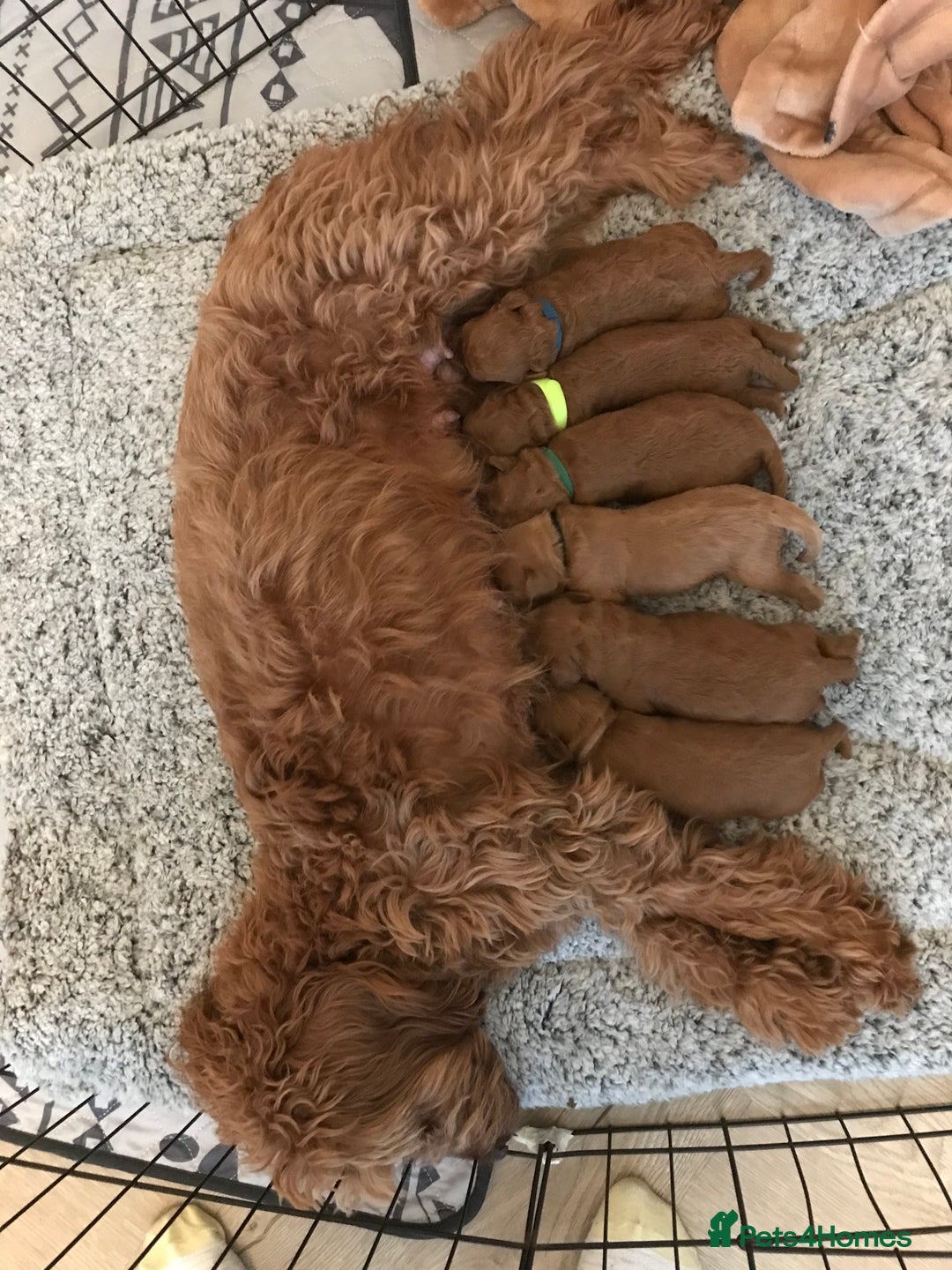 Labradoodle dogs for sale: F1bb fox red miniature labradoodle puppies  - Image 3