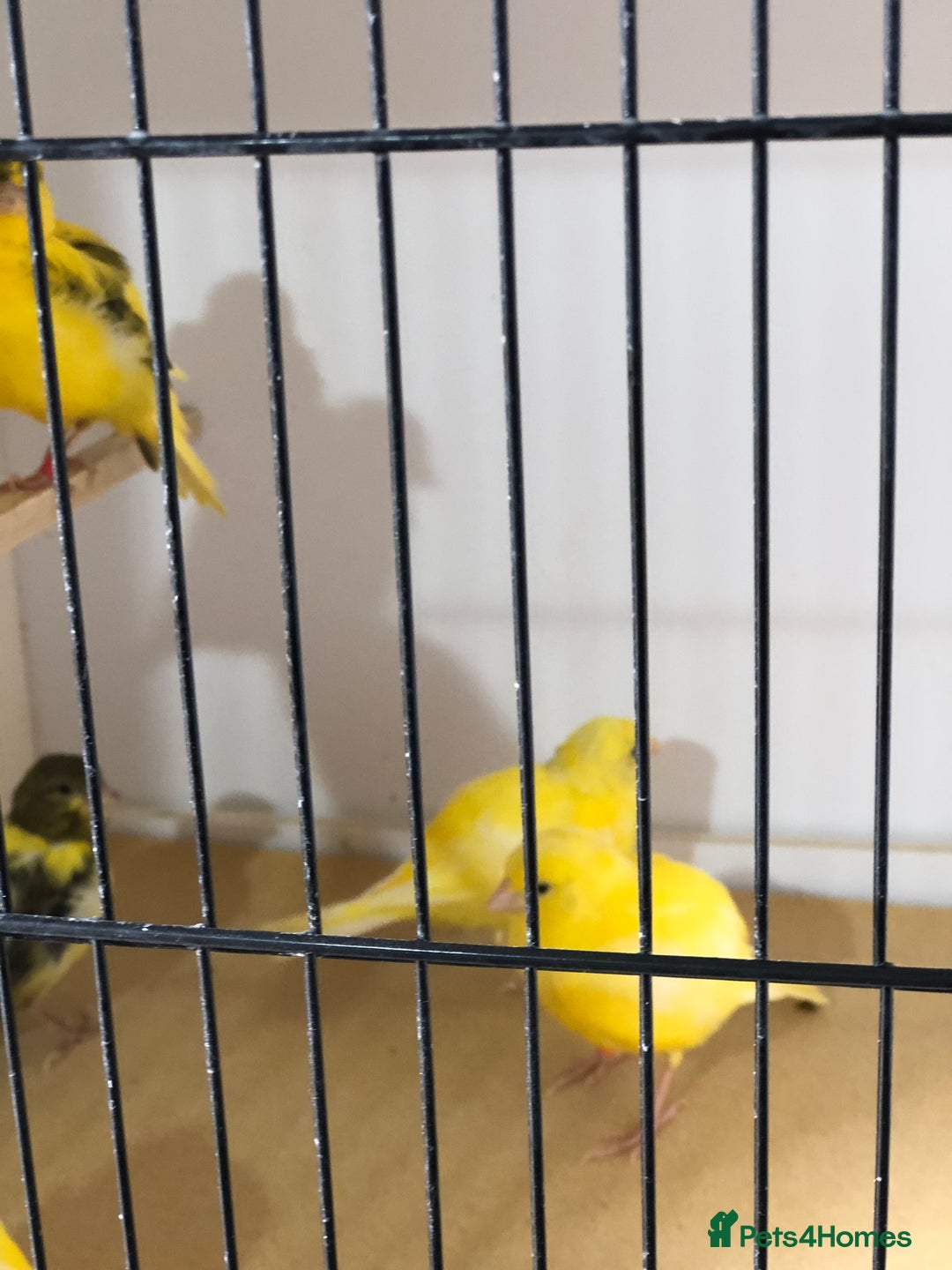 Canaries birds for sale: Fife canaries for sale 2025 bred - Image 6