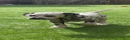 Dalmatian dogs for sale: JUST 3 BOYS LEFT READY THIS WEEK  - Advert 21