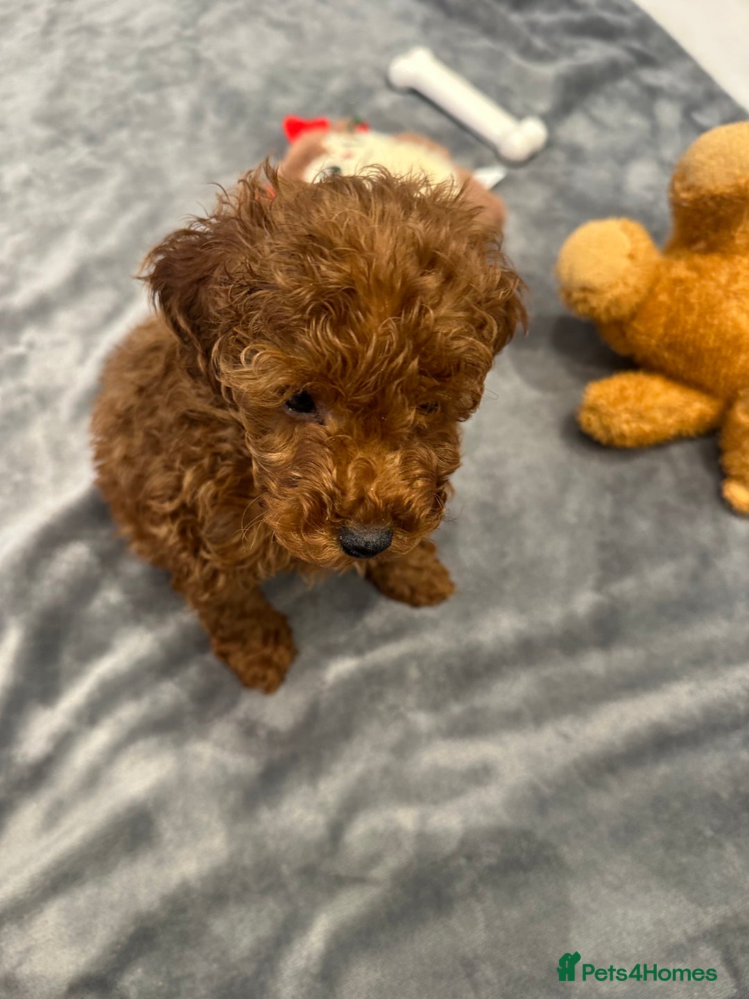 Toy Poodle dogs for sale: Deep red toy poodle  - Advert 2