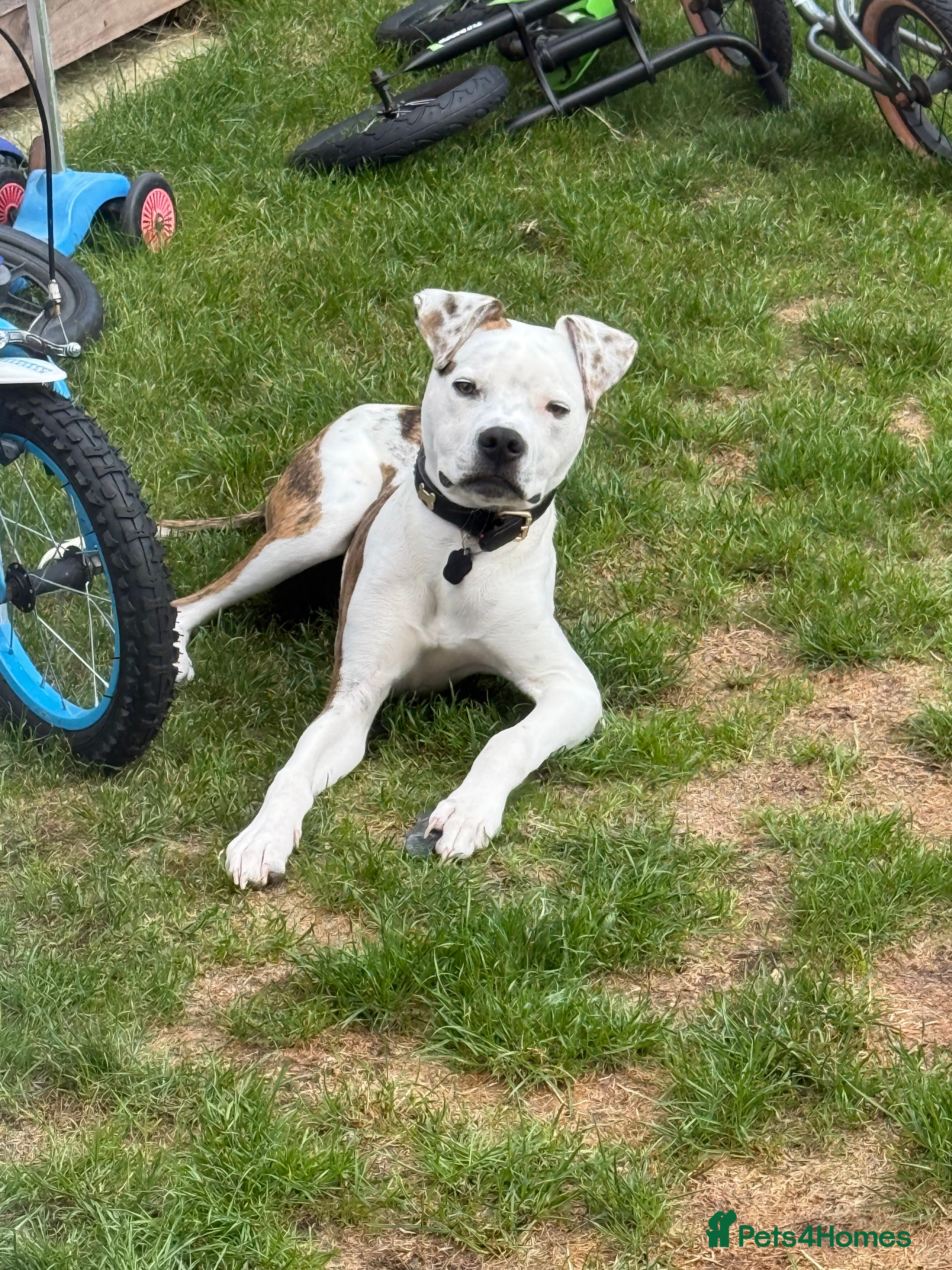 Mixed Breed dogs Staffordshire bull terrier cross in Bicester - Advert 12