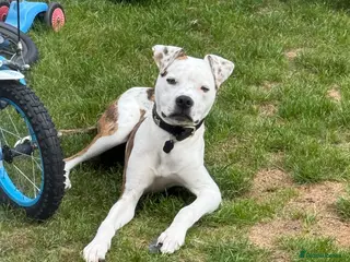 Mixed Breed dogs Staffordshire bull terrier cross in Bicester - Advert 7