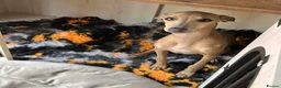 Italian Greyhound dogs for sale: Italian Greyhound Male in Craigavon - Advert 3