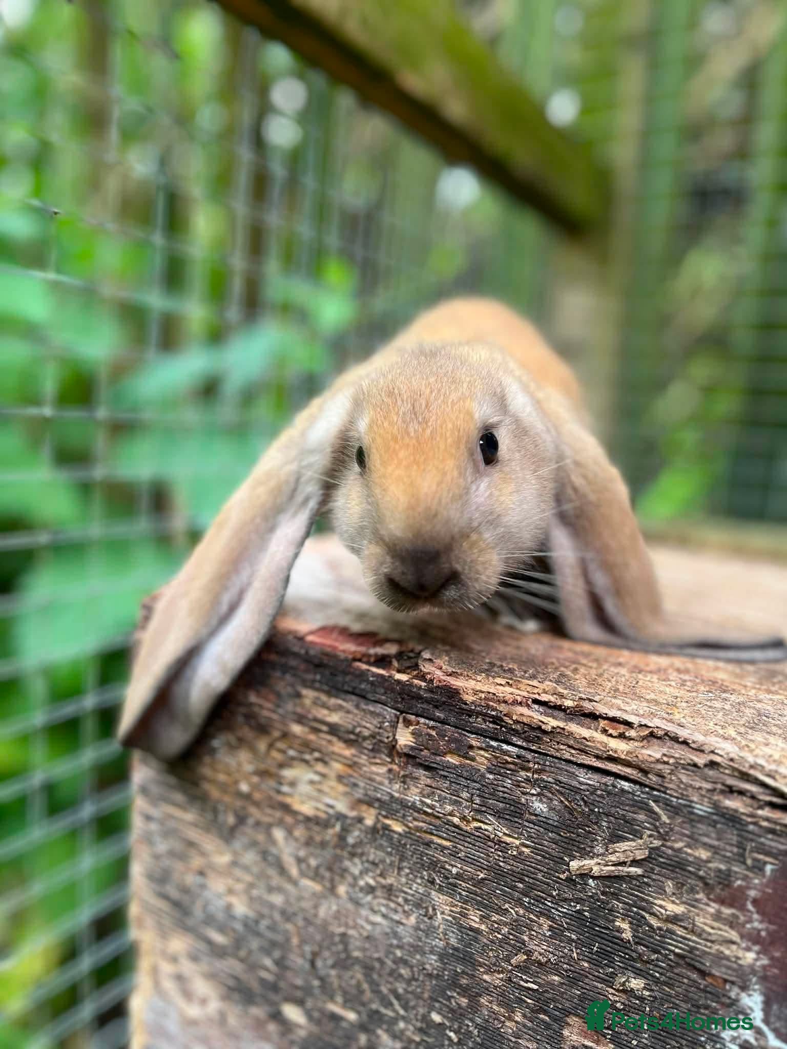 English Lop rabbits English lop kit available - Advert 2