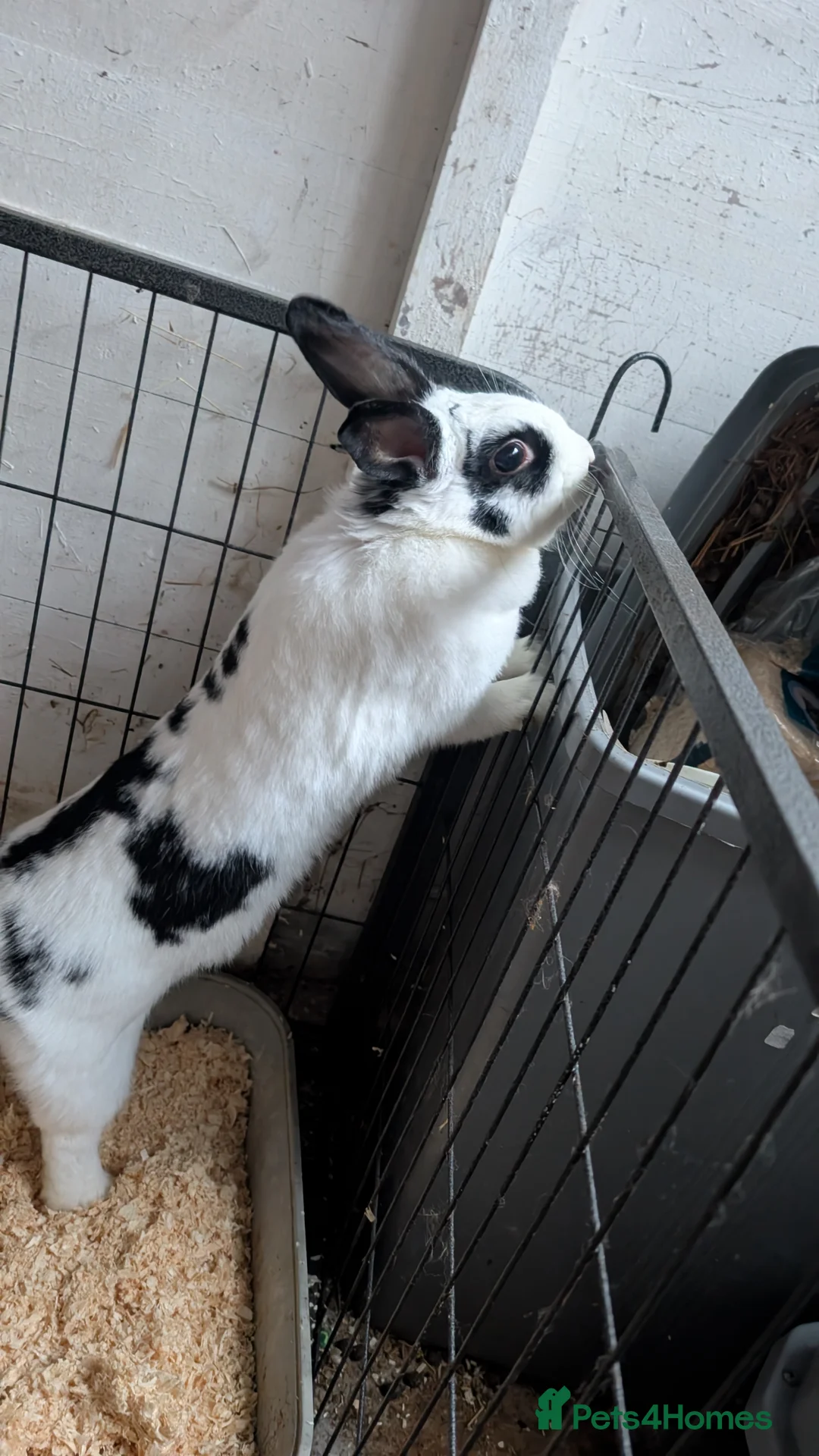 Mixed Breed rabbits for sale: Female rabbit for rehoming  - Advert 2