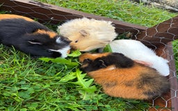 Guinea Pig rodents for sale: “4 Adorable Female Guinea Pigs with Hutch & Access - Image 1