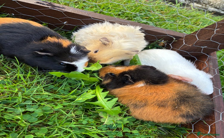 Guinea Pig rodents - Advert 3