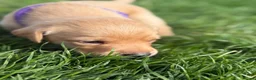 Labrador Retriever dogs for sale: Labrador Puppies for sale - Advert 24