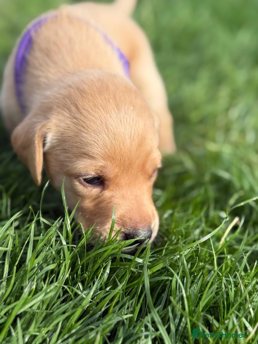 Labrador Retriever dogs for sale: Labrador Puppies for sale - Advert 24