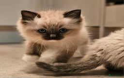 Ragdoll cats for sale: Stunning ragdoll kittens  - Image 8