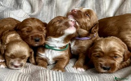 Australian Labradoodle dogs for stud: Proven extensively health tested gorgeous stud - Image 13