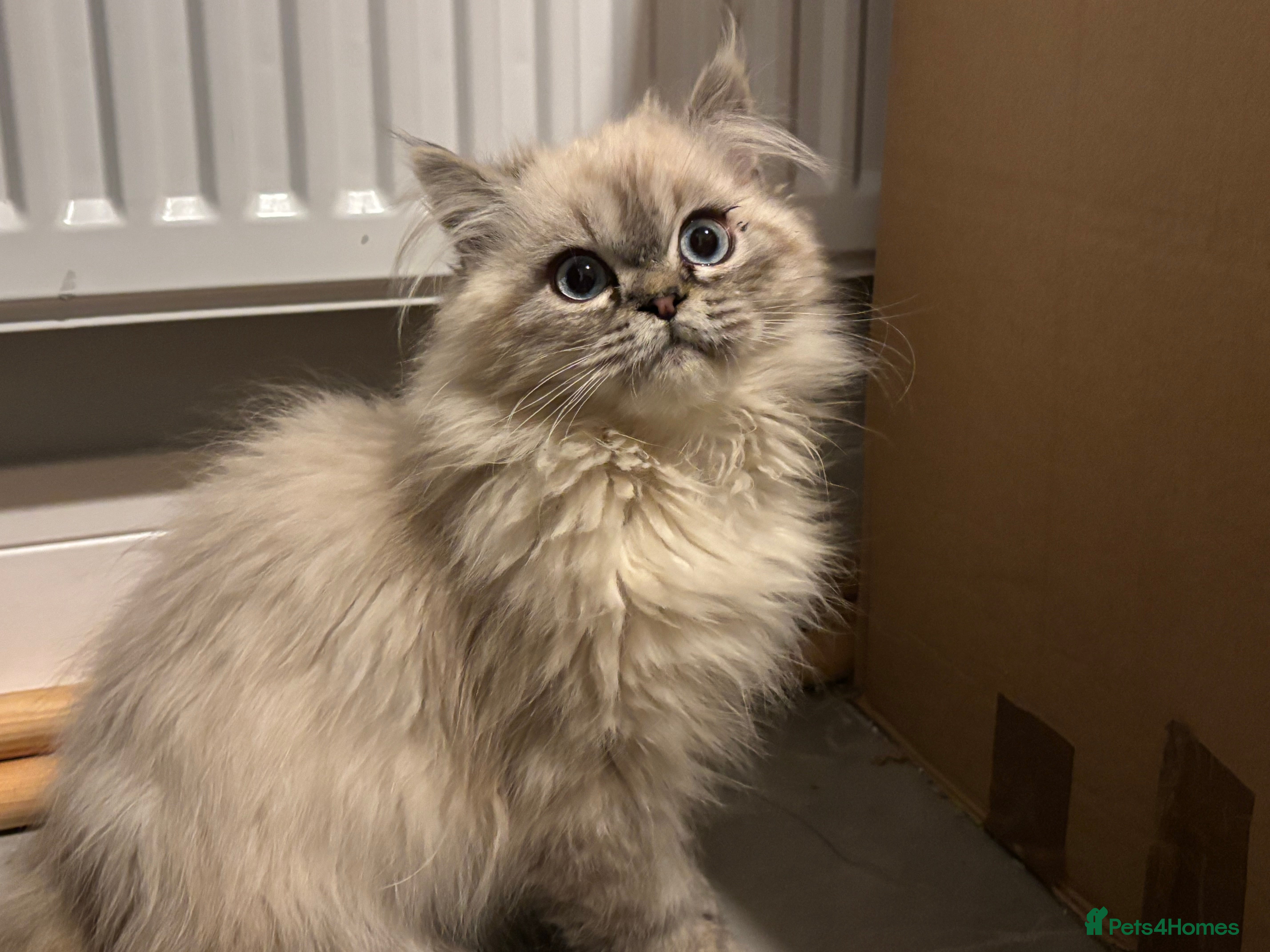 Persian cats Tabby point Persian  - Advert 1