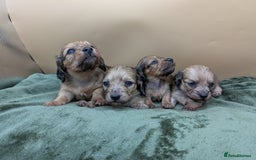 Miniature Dachshund dogs for sale: KC LONGHAIRED MINIATURE DACHSHUNDS  - Image 1