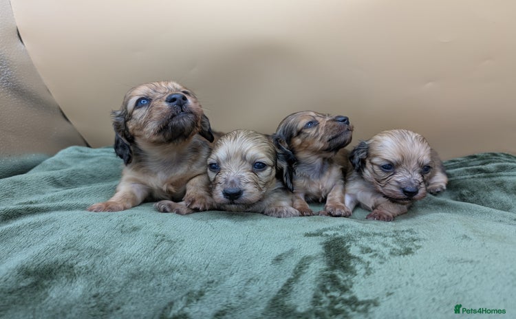 Miniature Dachshund dogs - Advert 5