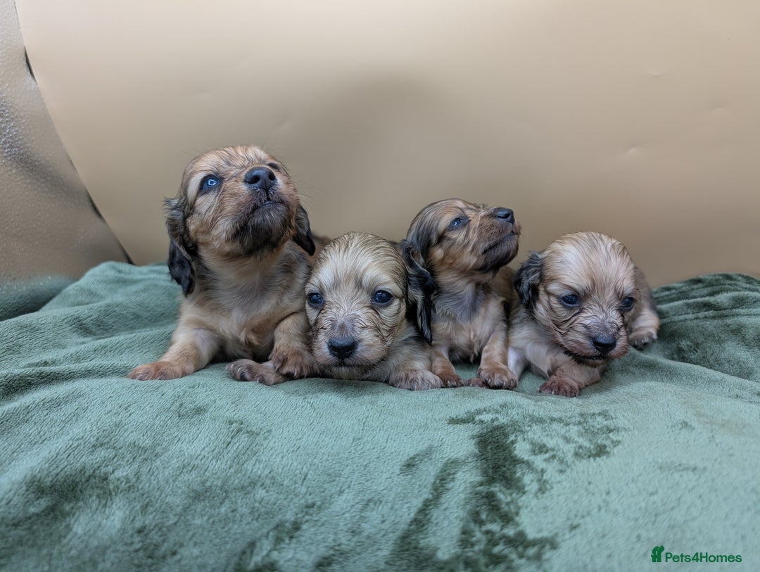 Miniature Dachshund dogs for sale: KC LONGHAIRED MINIATURE DACHSHUNDS  - Image 1