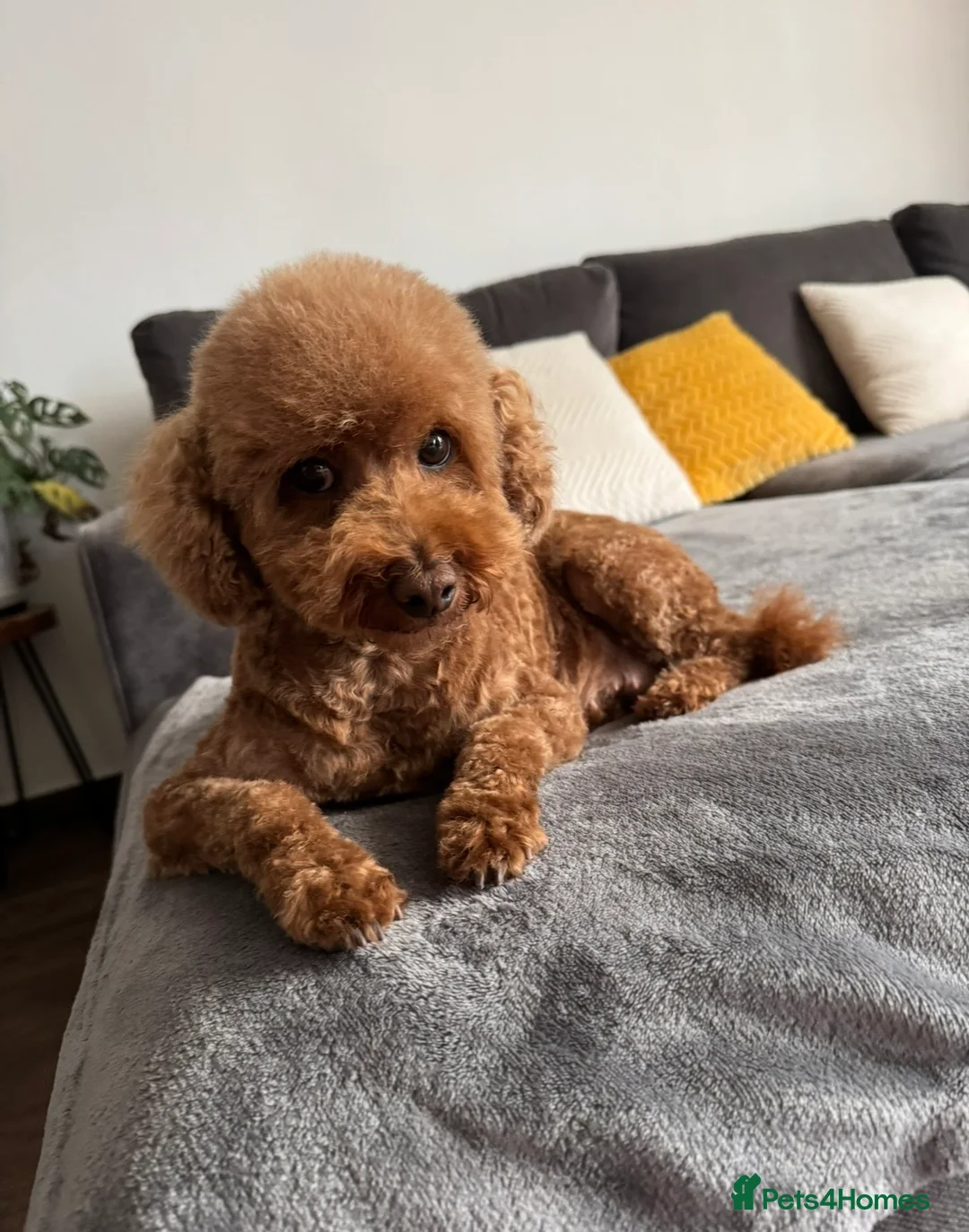 Toy Poodle dogs for sale: Tiny Red toy 🧸 poodle ✨💖 - Advert 11