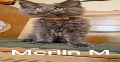 Maine Coon cats - Advert 10