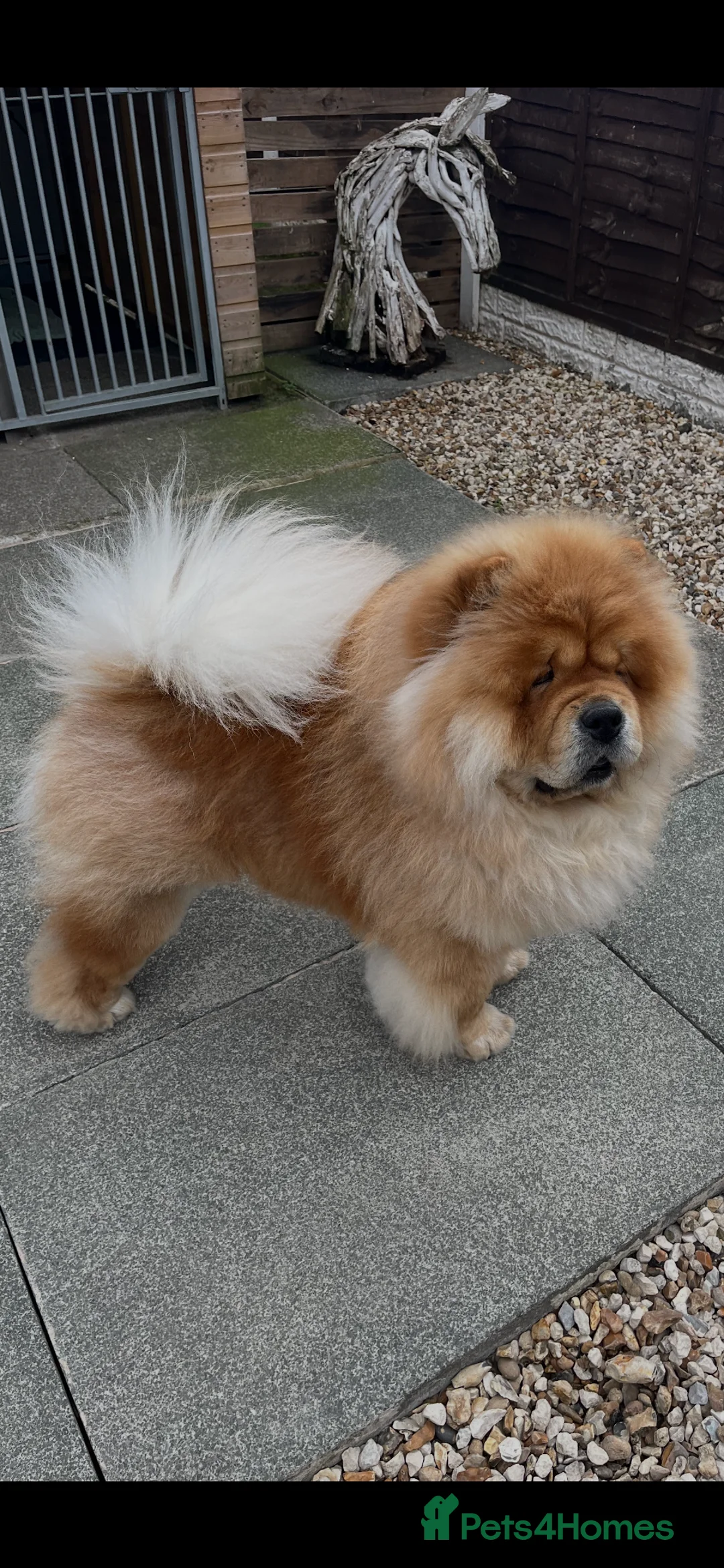 Chow Chow dogs for stud: Beautiful boy for stud - Advert 3