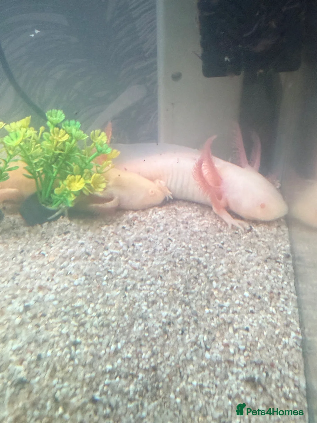 Axolotl reptiles for sale: 2 albino axolotls and 25l tank full setup  - Advert 2