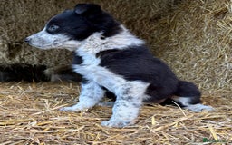 Border Collie dogs for sale: One Cheeky Boy  - Advert 4