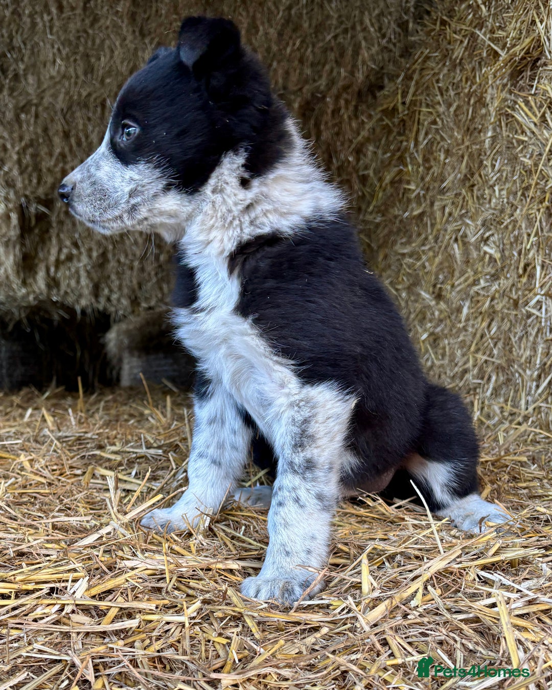 Border Collie dogs for sale: One Cheeky Boy  - Advert 4