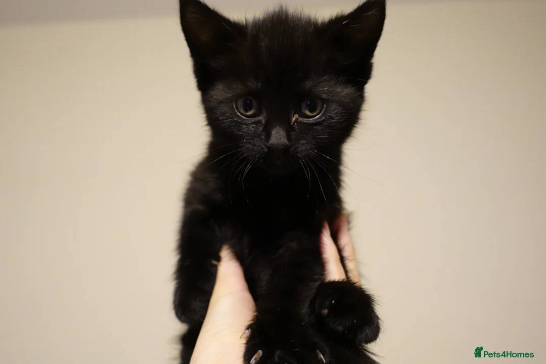 Mixed Breed cats for sale: Two male kittens looking for home  - Advert 2