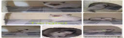 Ragdoll cats for sale: Ragdoll kittens in Dudley - Advert 4