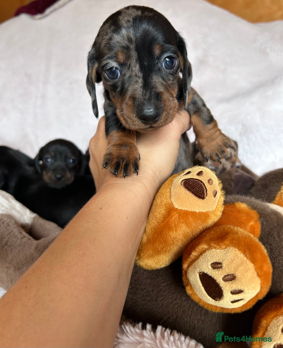 Dachshund dogs for sale: 7 Gorgeous puppies  - Image 12
