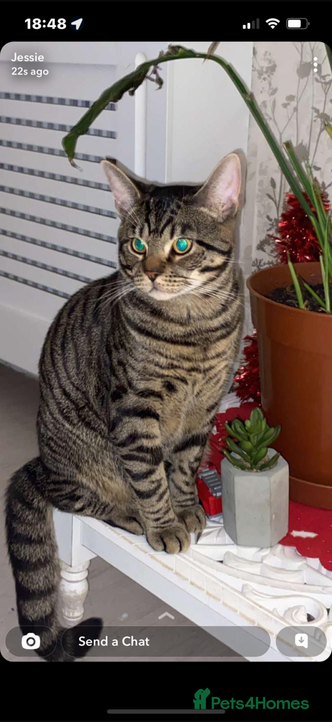 Mixed Breed cats for sale: Boy cat Hunter - Image 2