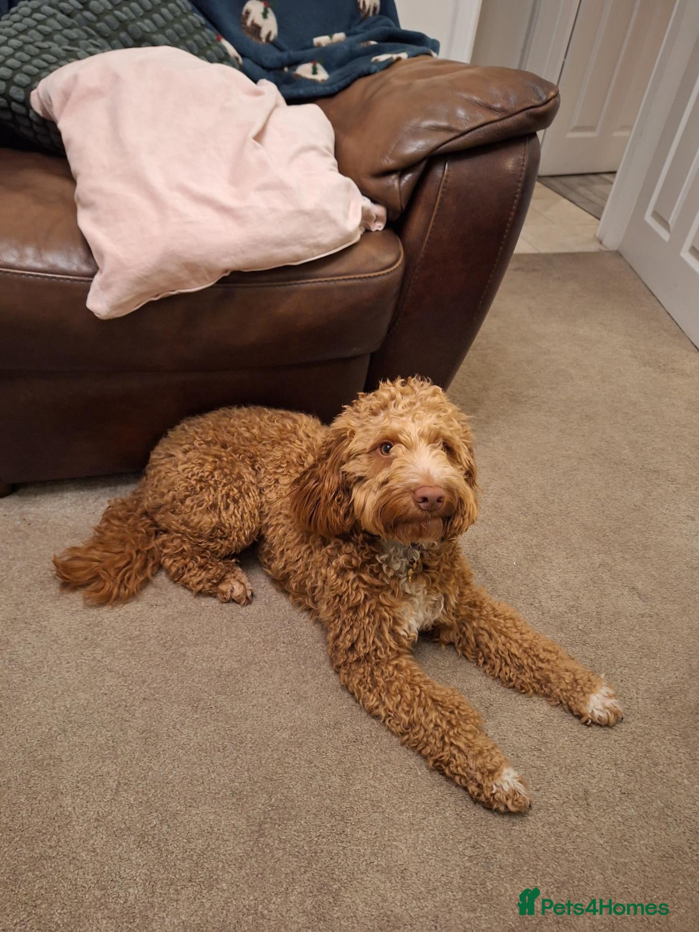 Cockapoo dogs Sully – loving Cockapoo looking for the right home - Advert 1