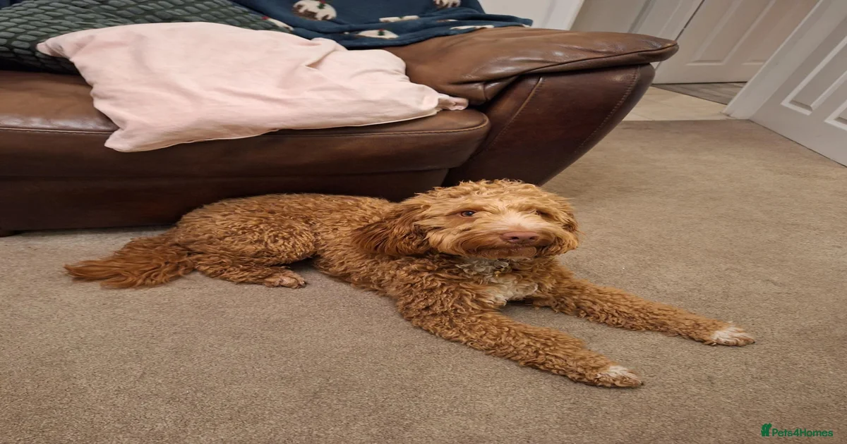 Sully – loving Cockapoo looking for the right home for sale in ...