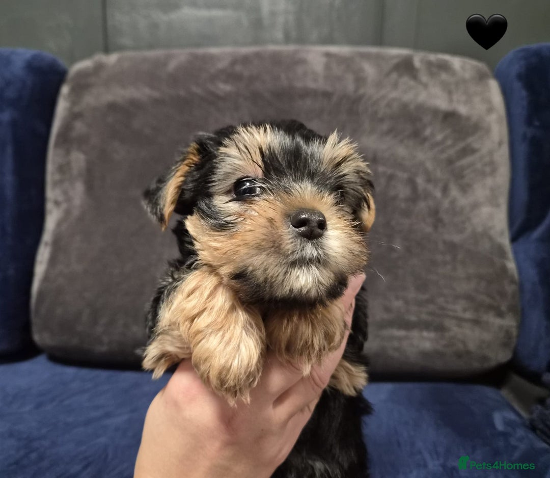 Yorkshire Terrier dogs for sale: Yorkshire terrier puppies (3 girls) - Image 30