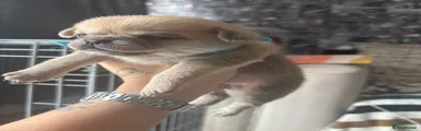 Mixed Breed 4