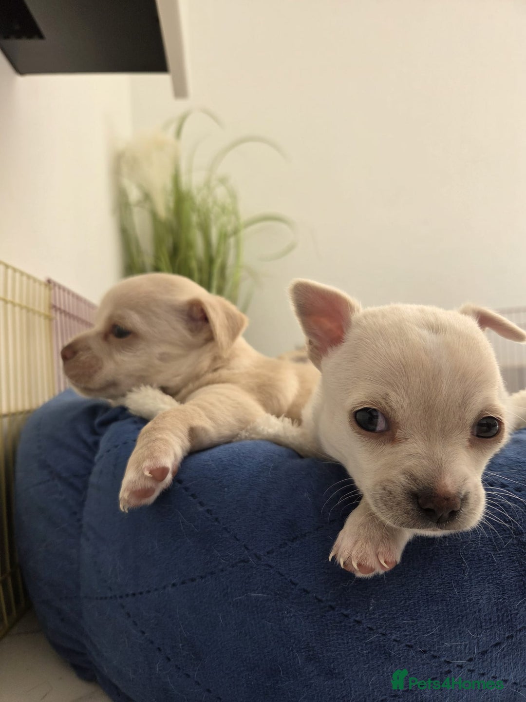 Chihuahua dogs for sale: Chihuahua puppies - Image 16