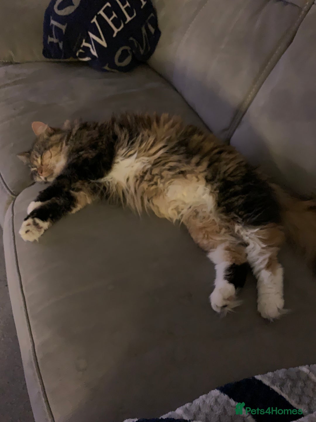 Ragdoll cats for sale: 6 year old ragdoll X female cat  - Image 3